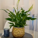 Pearl 公寓